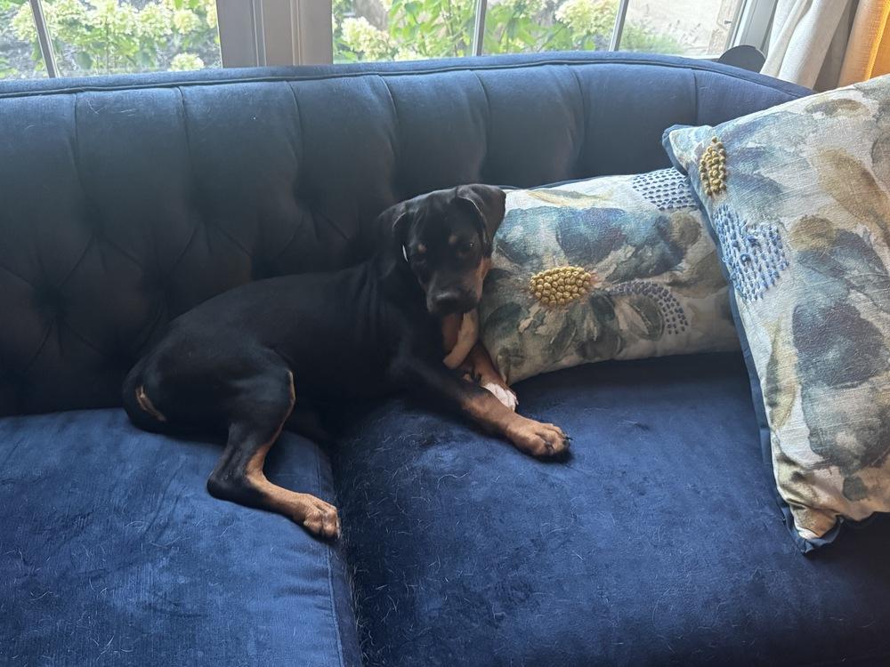 Cove, Adoptable, Puppy Male Boxer & Pug.