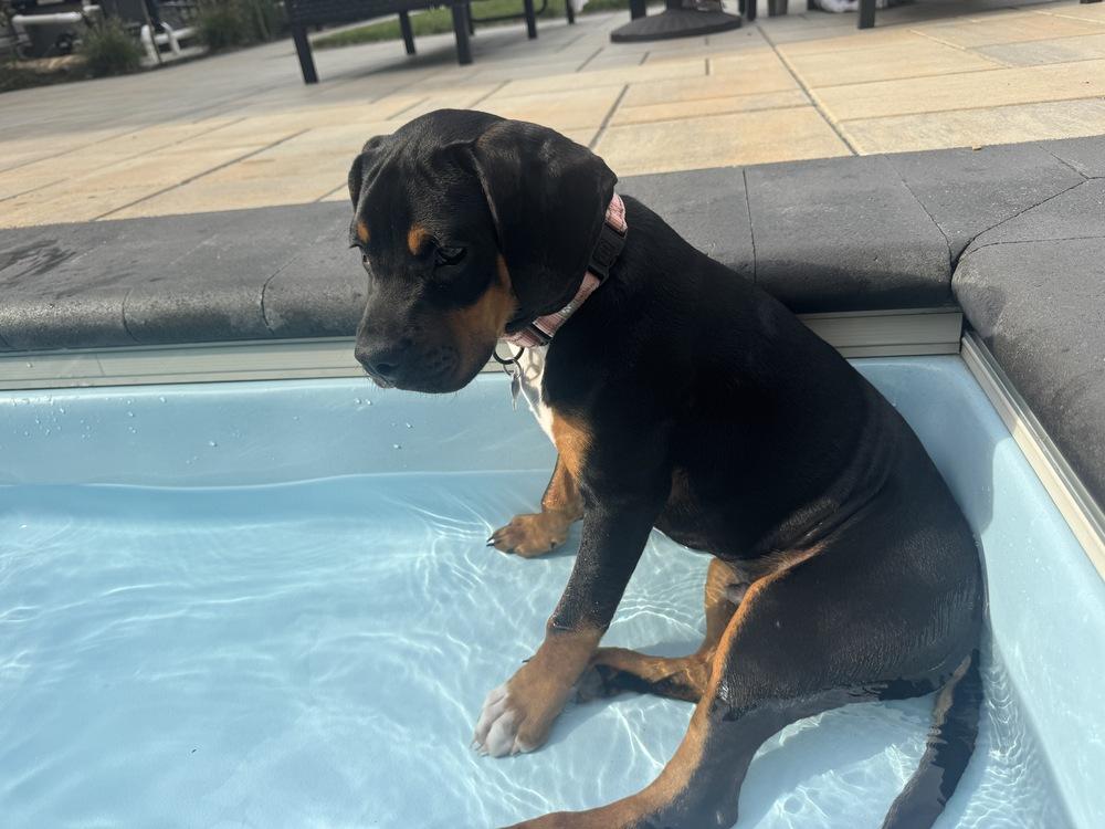 Enlarge Cove, a Adoptable mixed breed in Springdale, PA image 4/6