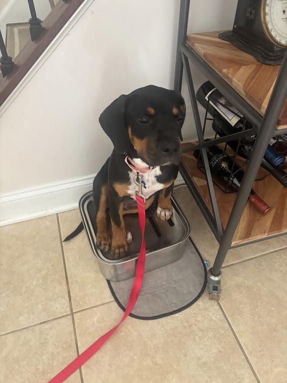 Enlarge Cove, a Adoptable mixed breed in Springdale, PA image 5/6