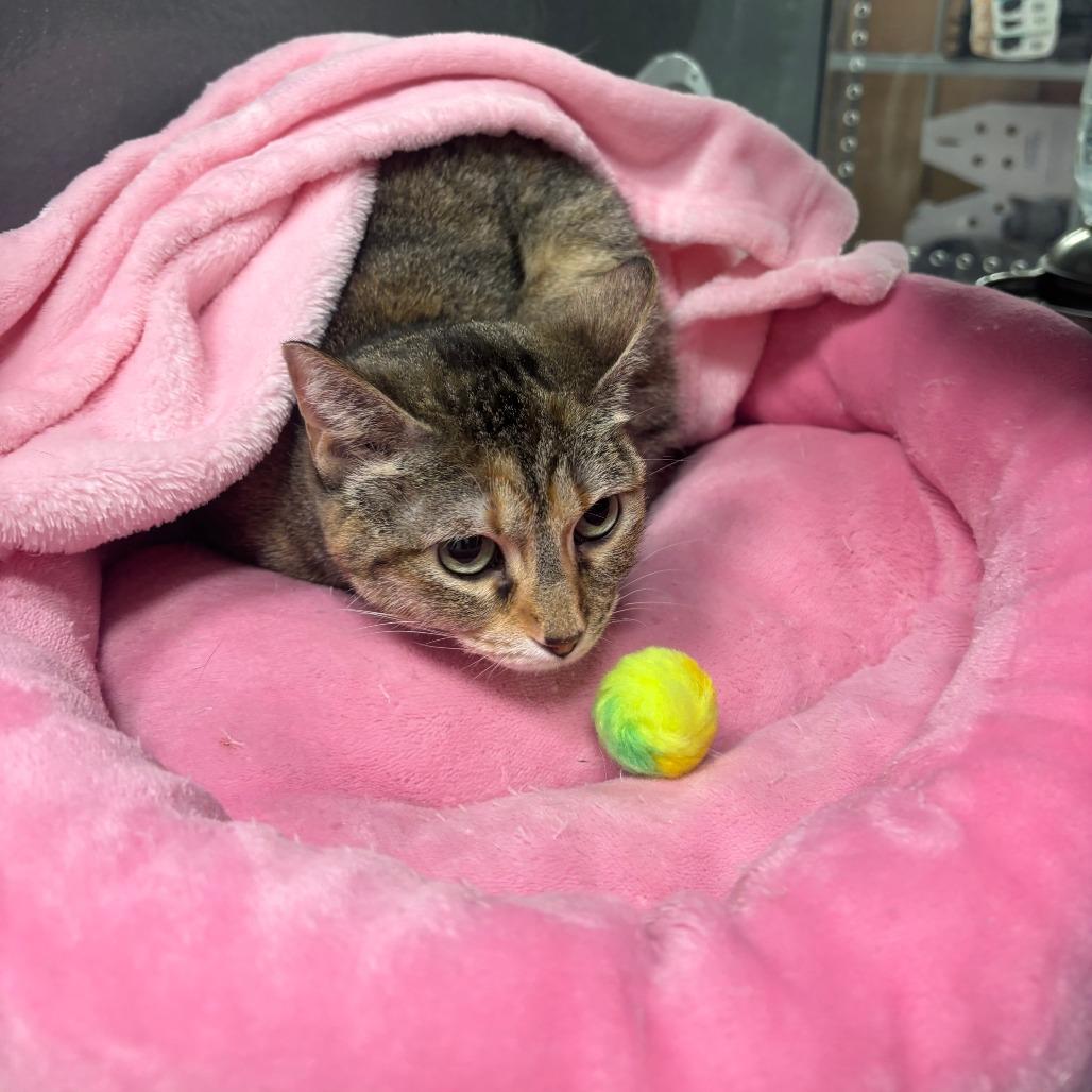 Enlarge Lady Kat (fka Pearl) C006472, a Adoptable Domestic Short Hair in Prosper, TX image 2/2