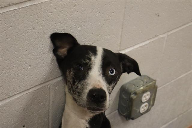 EVERLY, Adoptable, Young Female Mixed Breed.