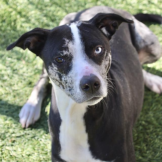 EVERLY, Adoptable, Young Female Mixed Breed.