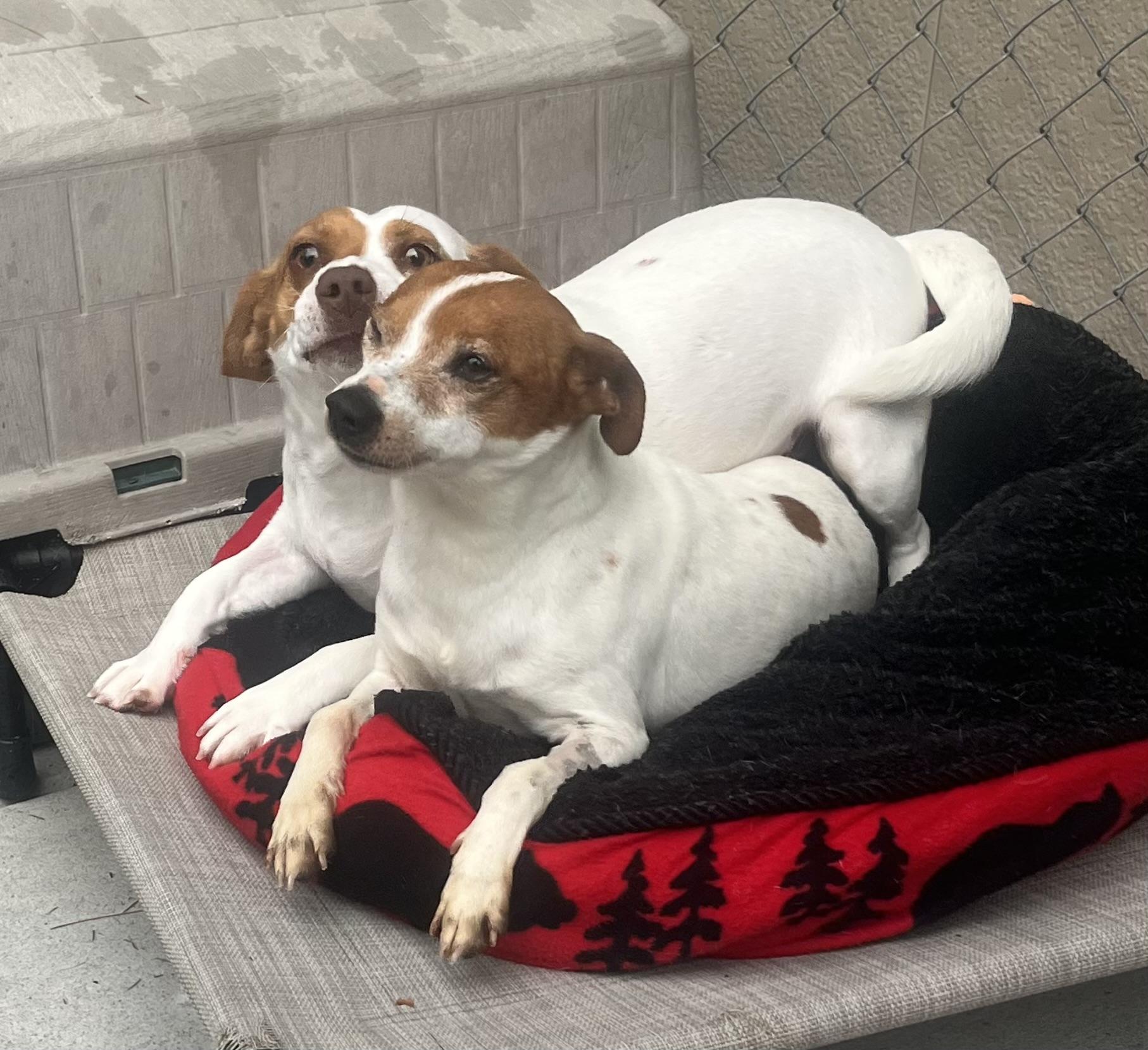 Enlarge Pogo, an adopted mixed breed in Cashiers, NC image 4/4