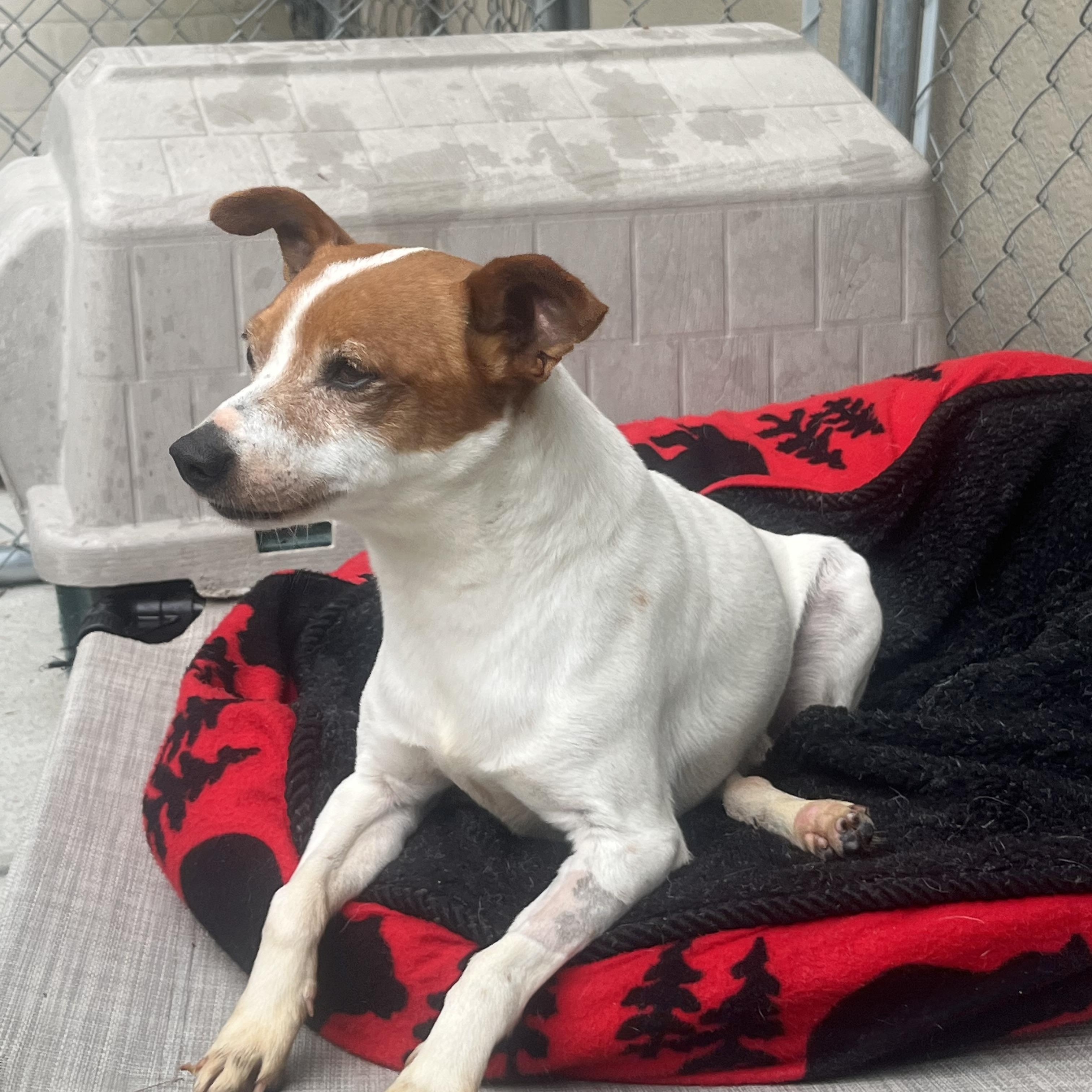 Enlarge Pogo, an adopted mixed breed in Cashiers, NC image 3/4