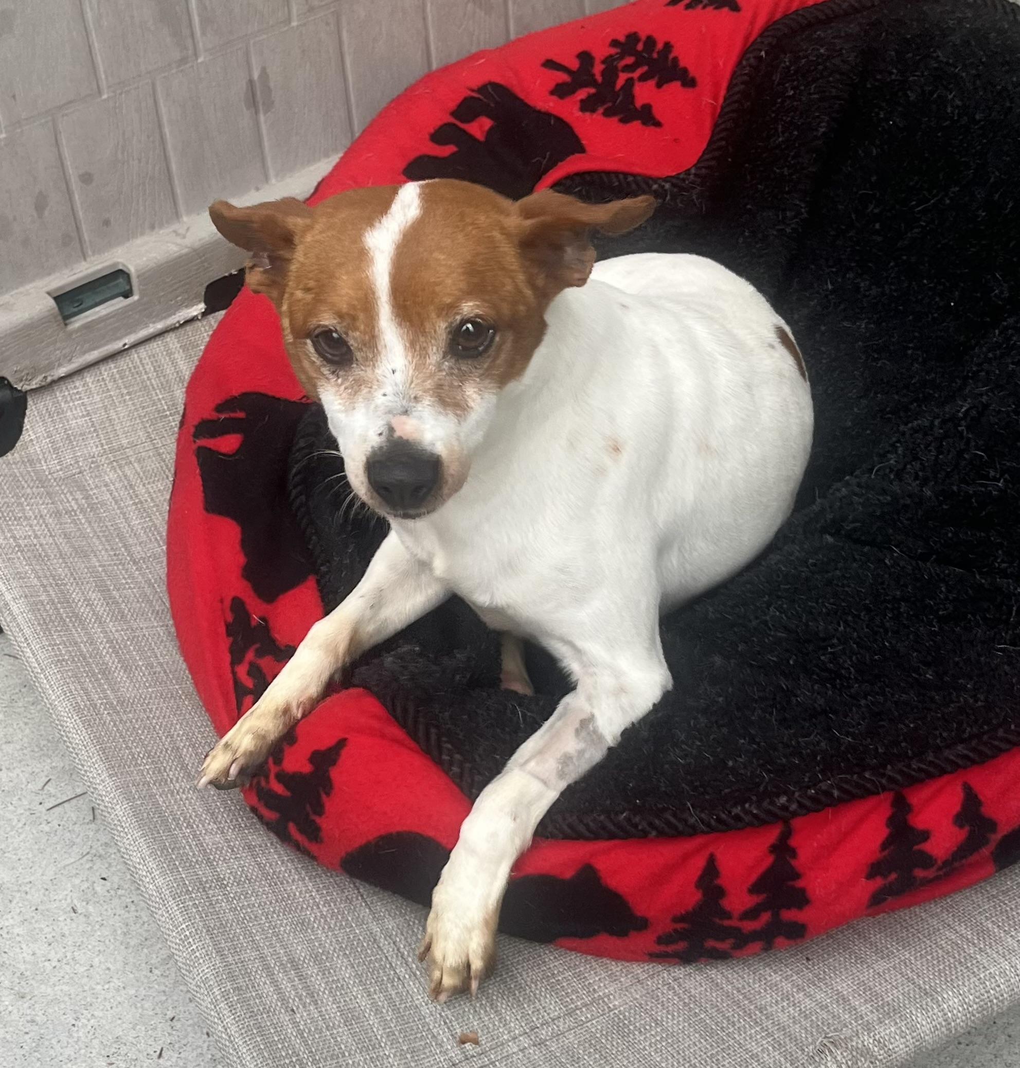 Enlarge Pogo, an adopted mixed breed in Cashiers, NC image 2/4