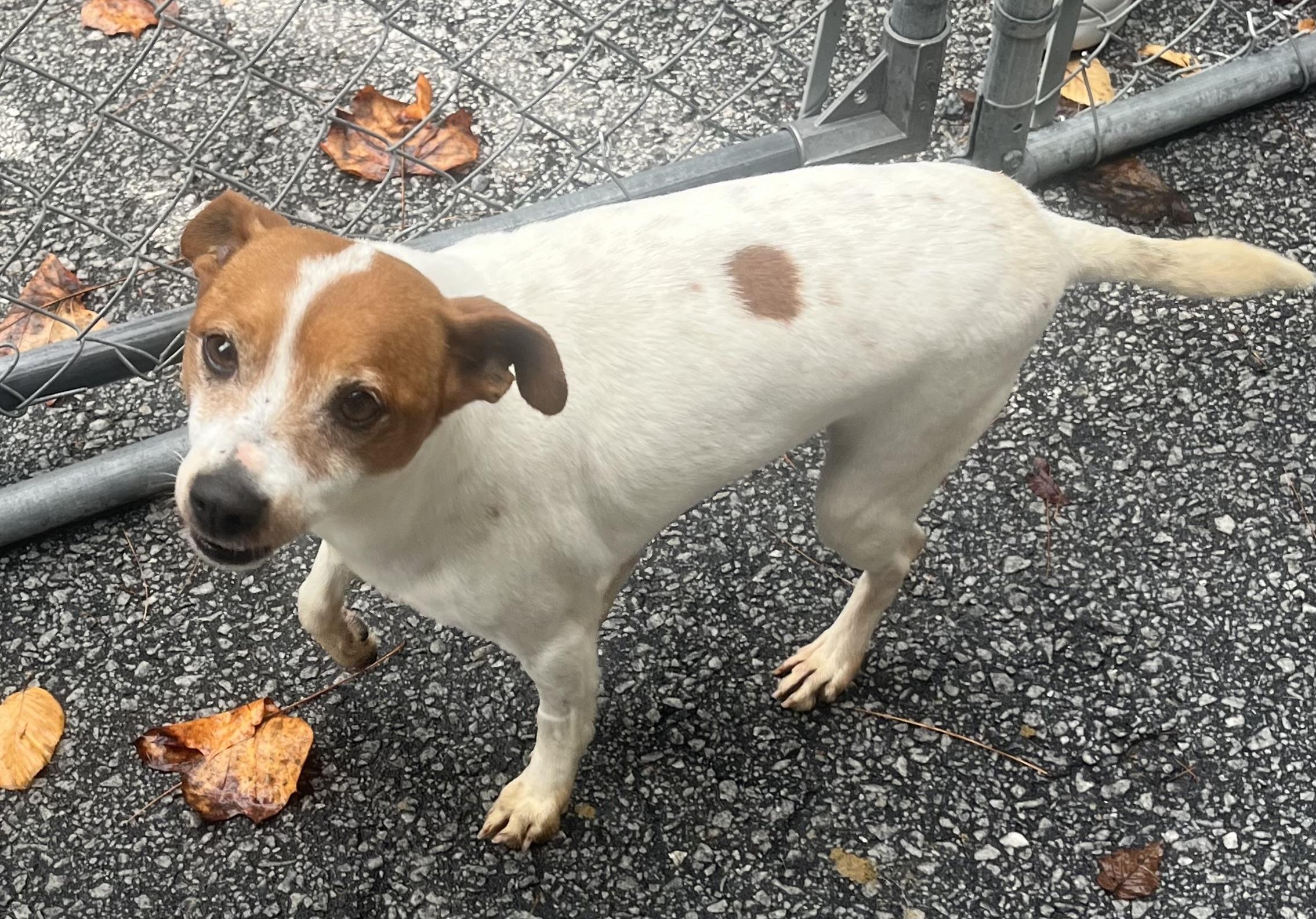 Enlarge Pogo, an adopted mixed breed in Cashiers, NC image 1/4