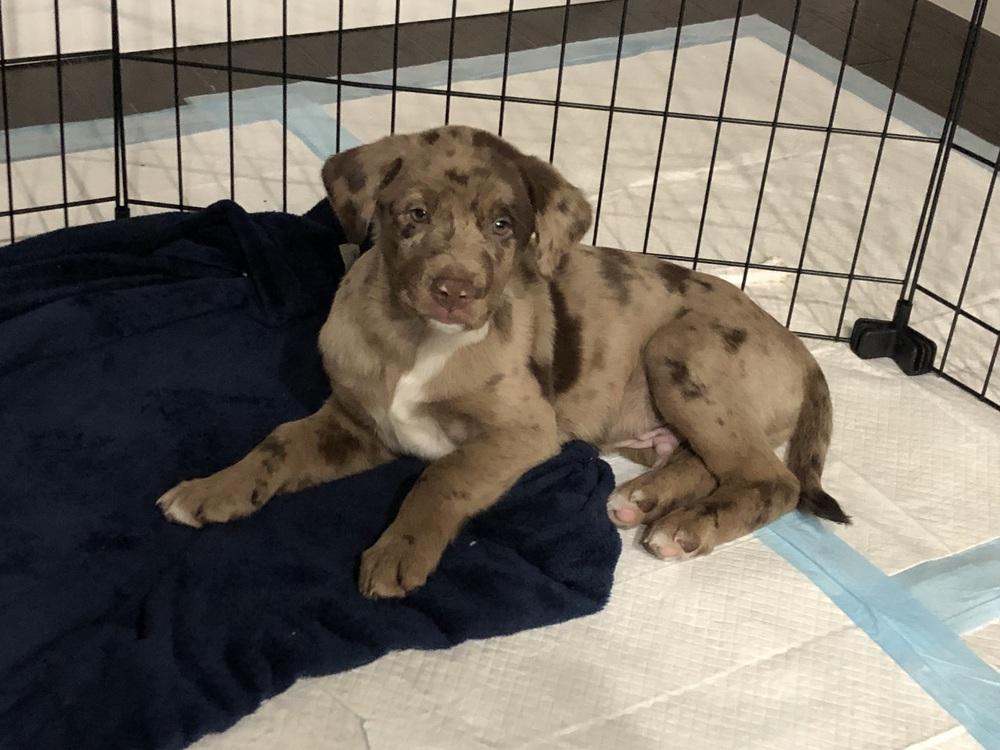 Blumel / Ralphie, Adoptable, Puppy Male Labrador Retriever & Mixed Breed.