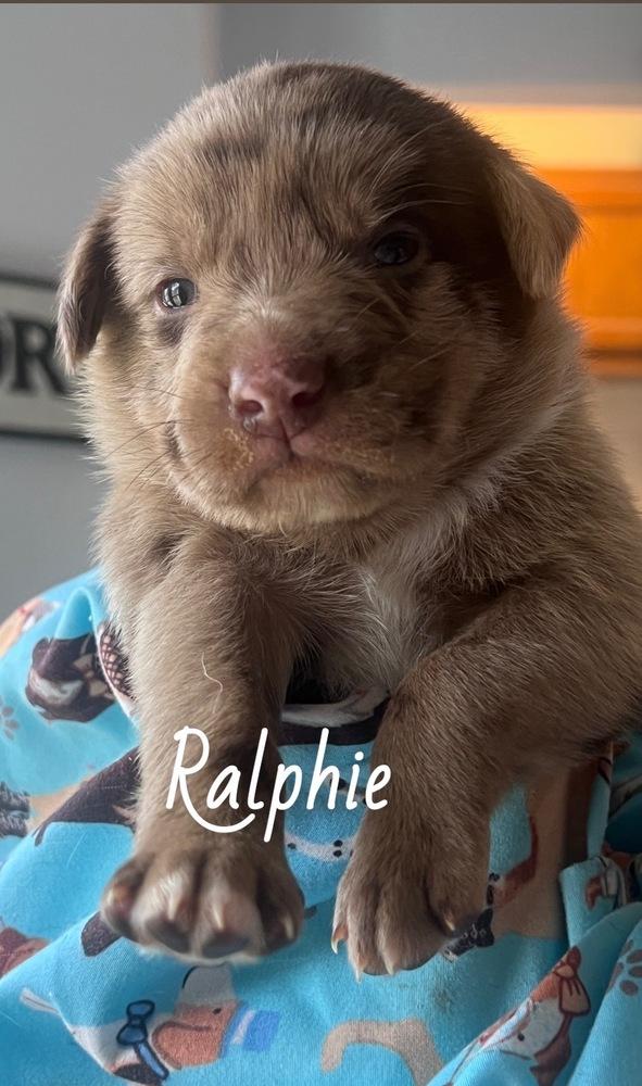Enlarge Blumel / Ralphie, a Adoptable mixed breed in Broomfield, CO image 2/6