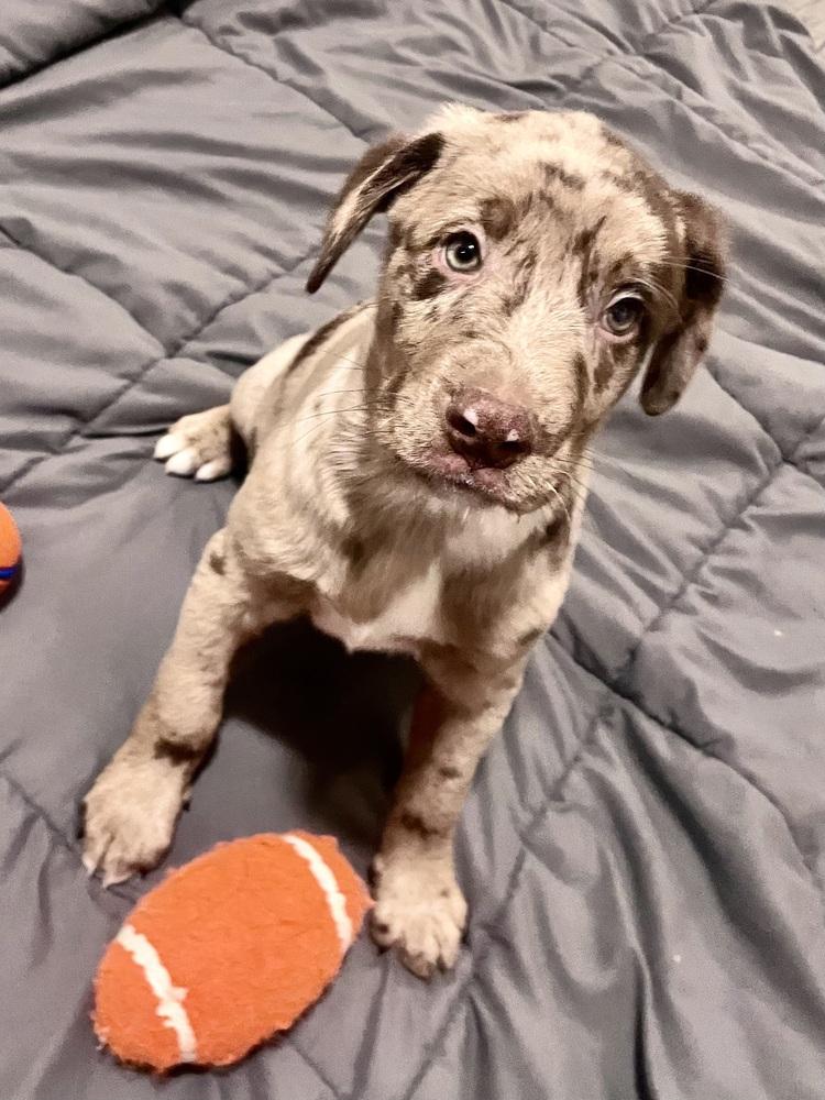 Enlarge Blumel / Ralphie, a Adoptable mixed breed in Broomfield, CO image 5/6