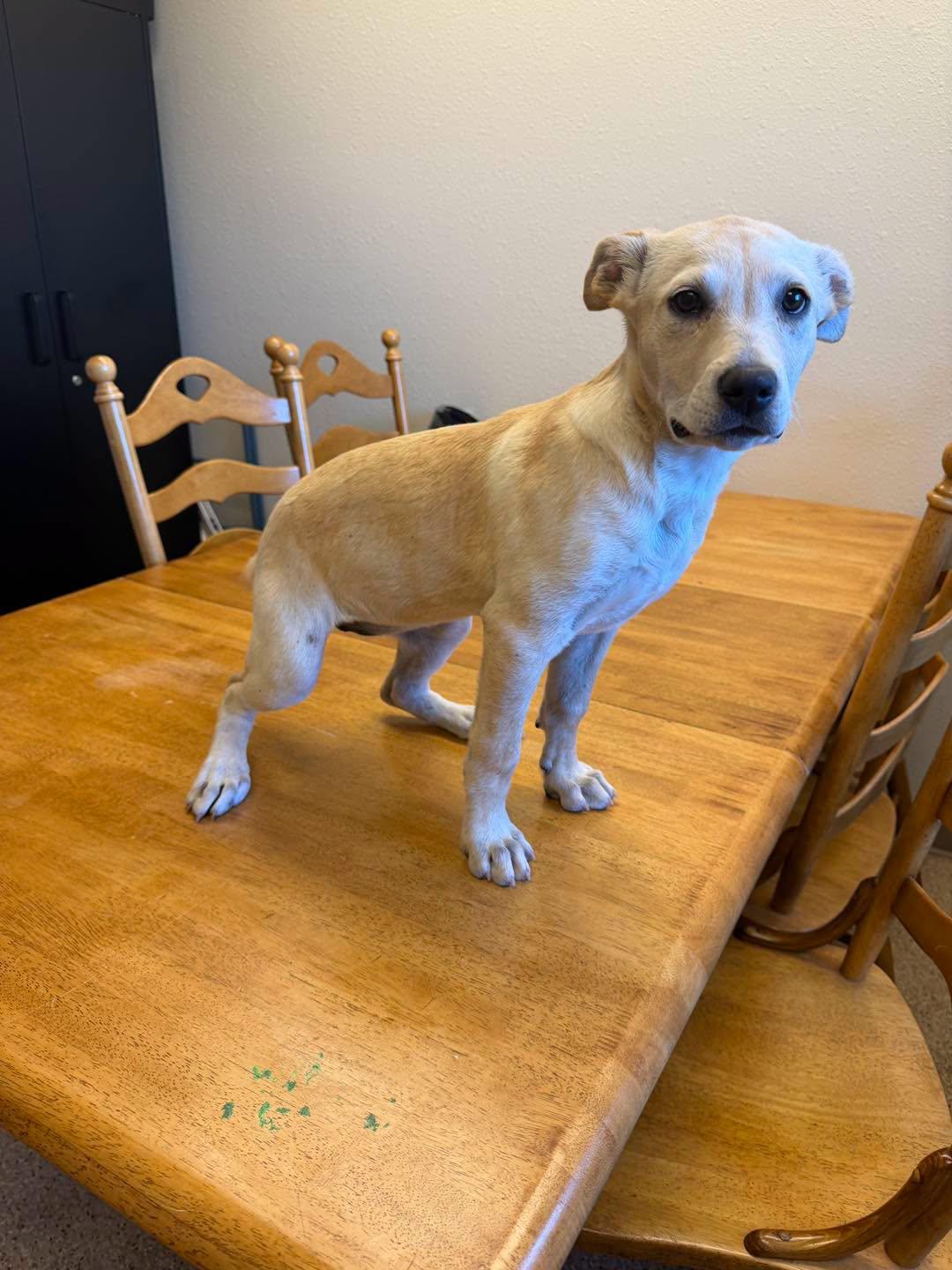 Enlarge Breeze, a ADOPTABLE mixed breed in Gardnerville, NV image 1/1