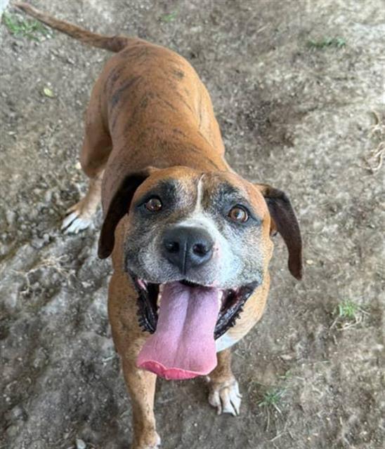 MR. HAPPY, Adoptable, Adult Male Boxer & Mixed Breed.