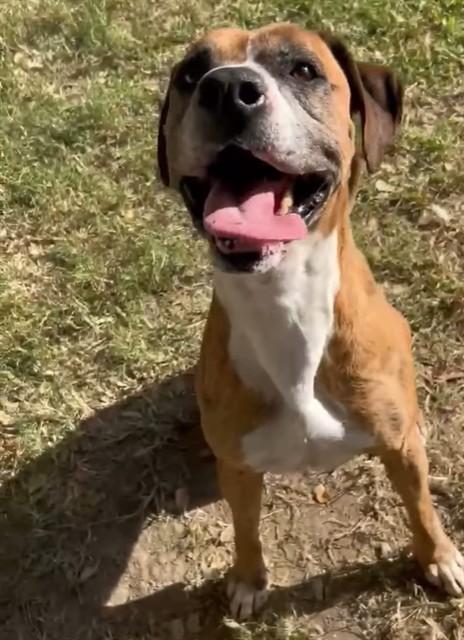 MR. HAPPY, Adoptable, Adult Male Boxer & Mixed Breed.