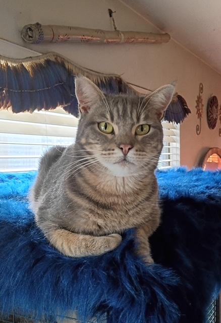 Clara, Adoptable, Young Female Tabby.