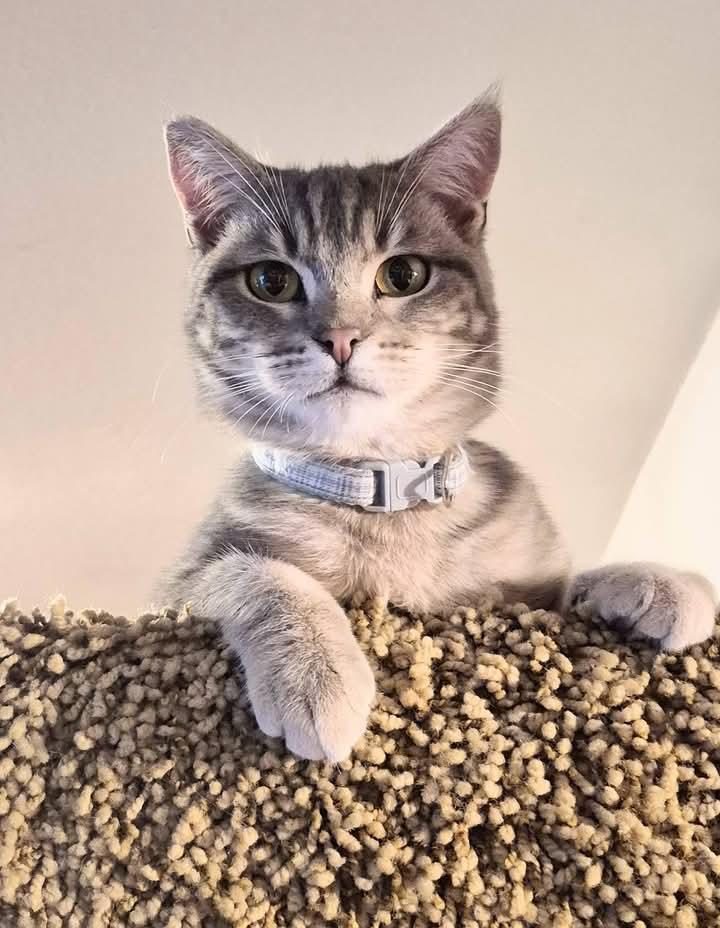 Clara, a Adoptable Tabby in Santa Cruz, CA image 1/5