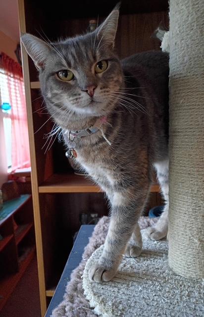 Clara, a Adoptable Tabby in Santa Cruz, CA image 6/6