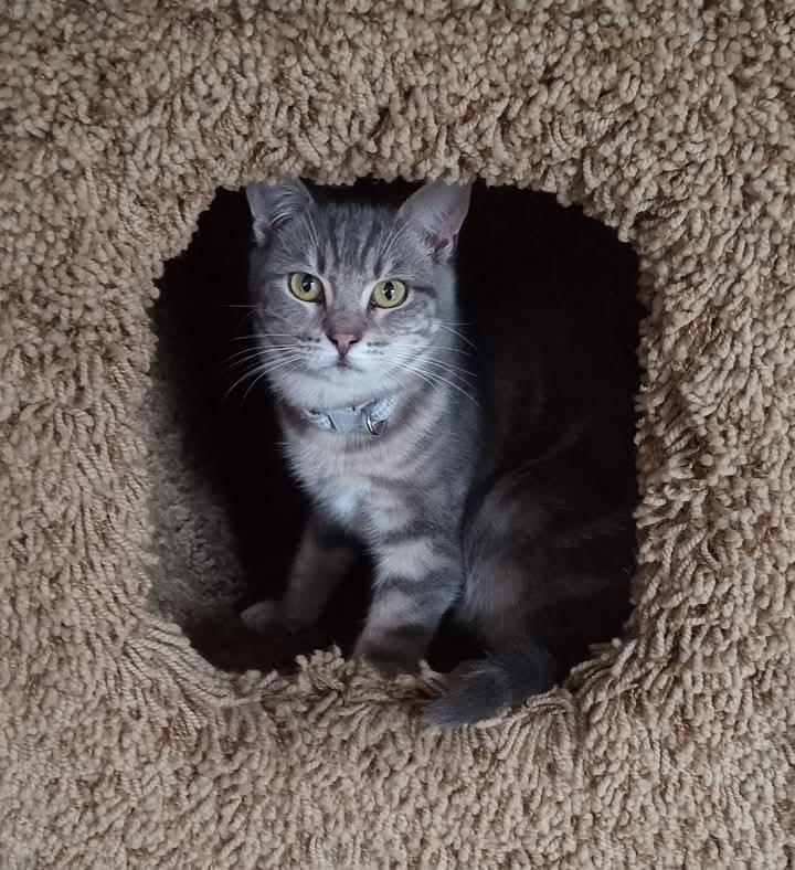 Clara, a Adoptable Tabby in Santa Cruz, CA image 4/5