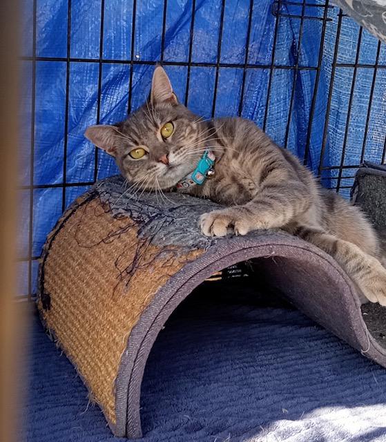 Clara, a Adoptable Tabby in Santa Cruz, CA image 2/5