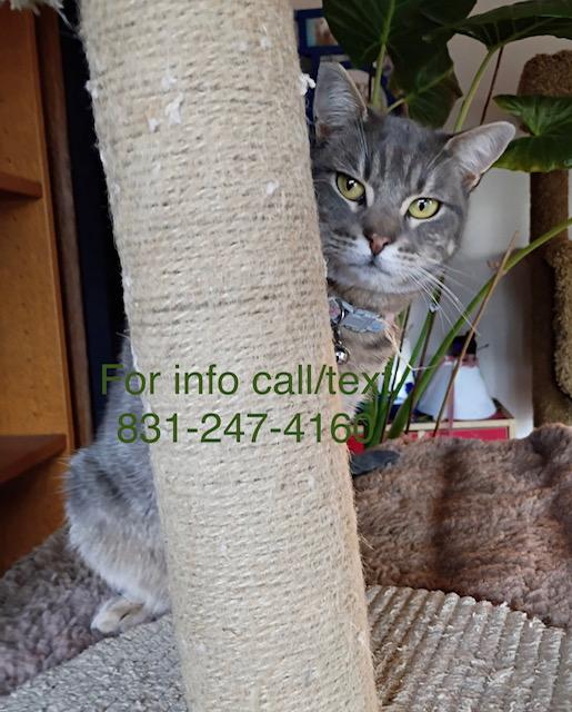 Enlarge Clara, a Adoptable Tabby in Santa Cruz, CA image 2/6