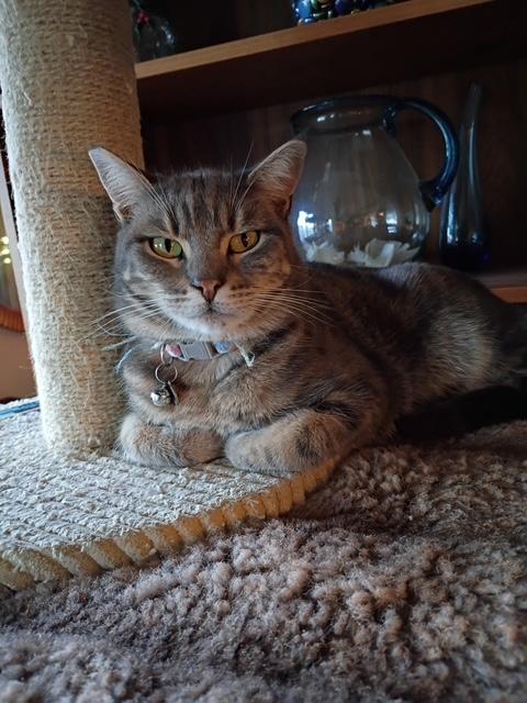 Clara, a Adoptable Tabby in Santa Cruz, CA image 5/6