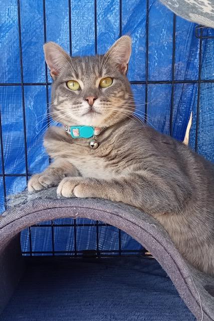 Clara, a Adoptable Tabby in Santa Cruz, CA image 5/5