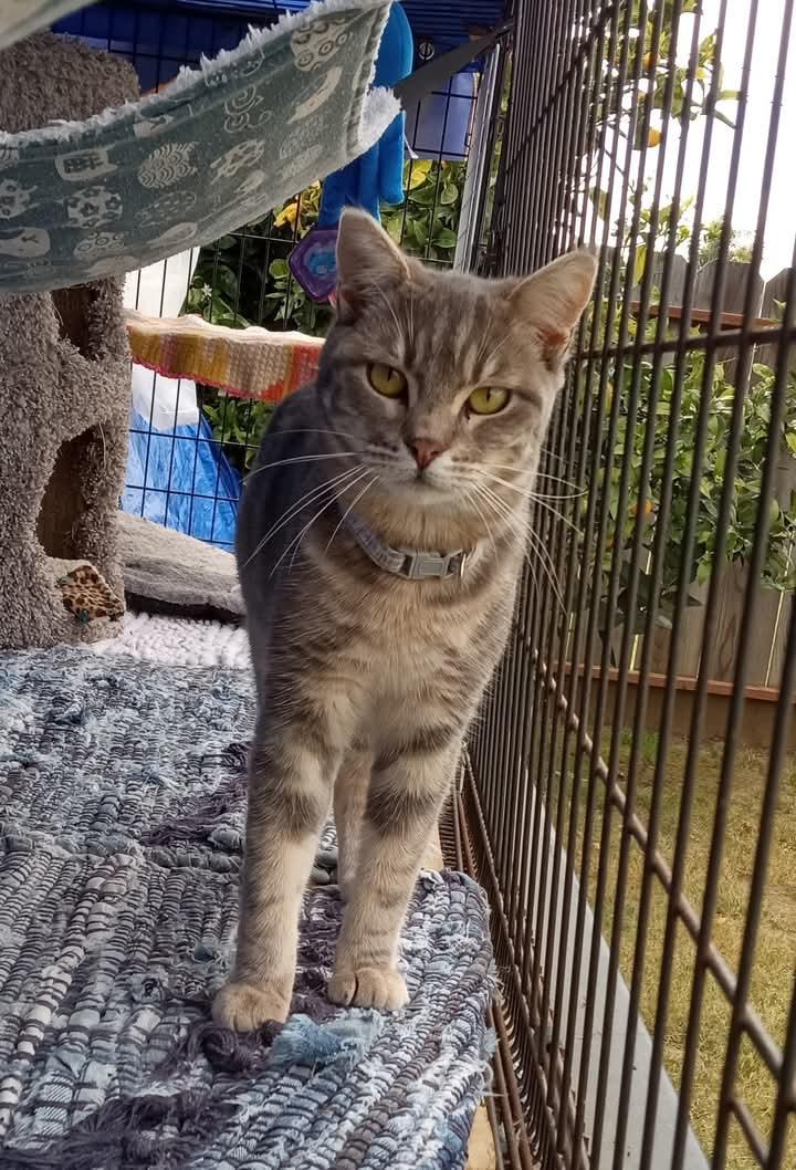 Clara, a Adoptable Tabby in Santa Cruz, CA image 3/5