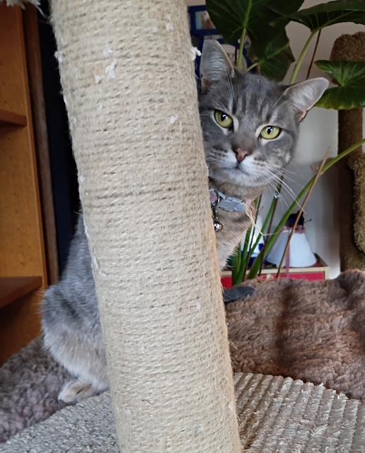 Clara, a Adoptable Tabby in Santa Cruz, CA image 2/6