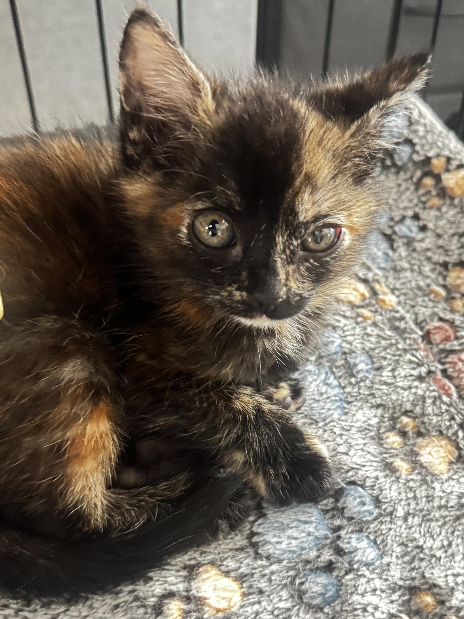 Enlarge Lima, a Adoptable Domestic Short Hair in Seal Beach, CA image 2/2