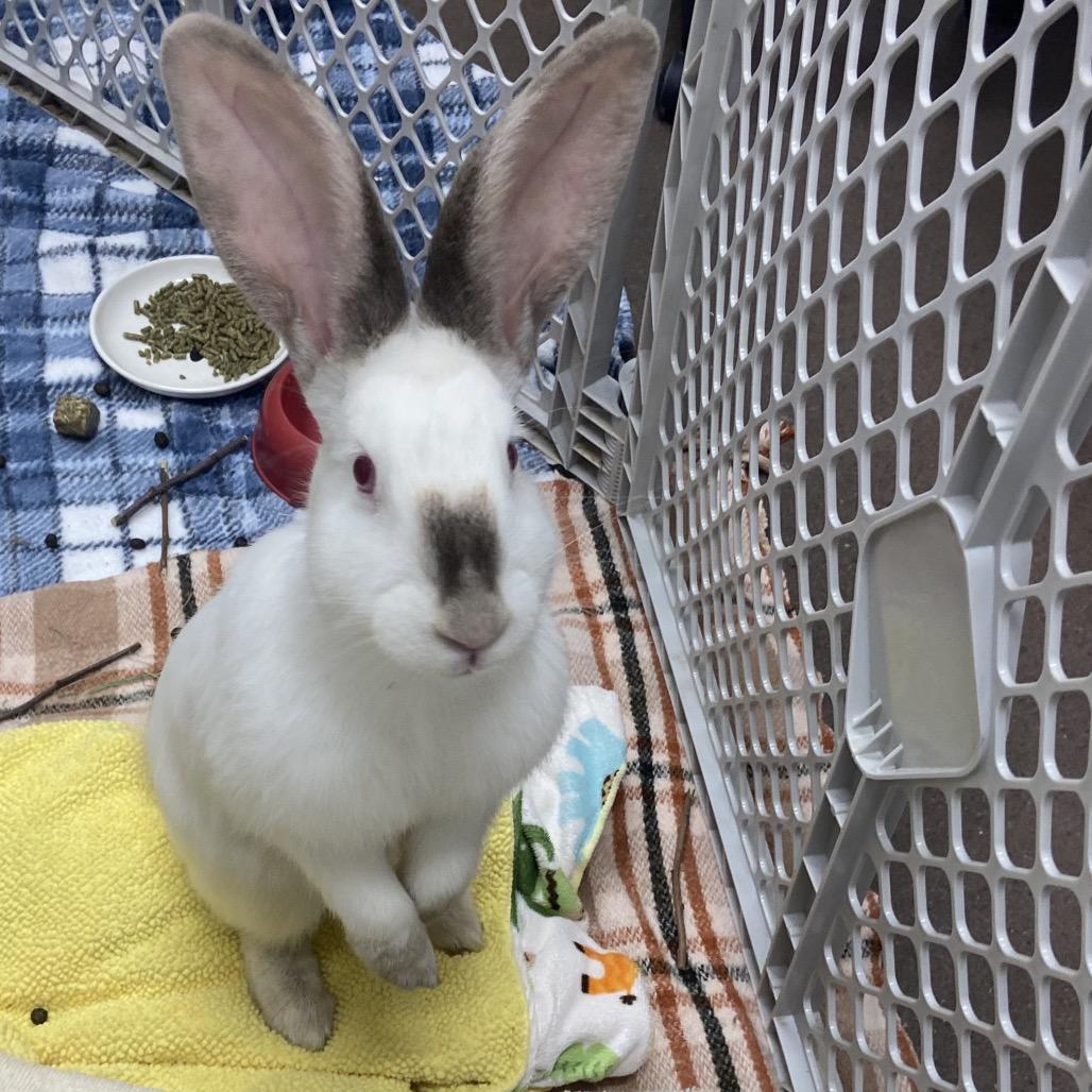 Atilla The Bun, Adoptable, Young Female Californian.