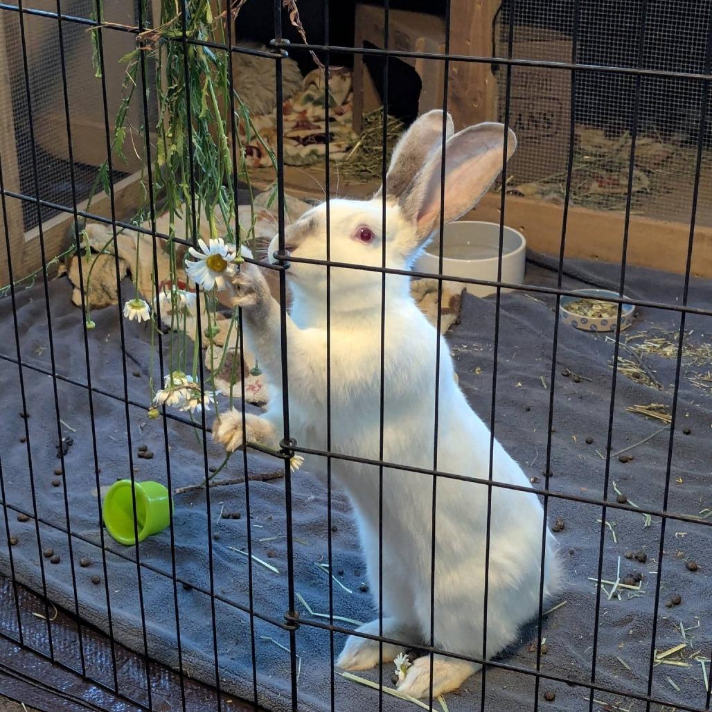 Atilla The Bun, a Adoptable Californian in Chattanooga, TN image 2/6