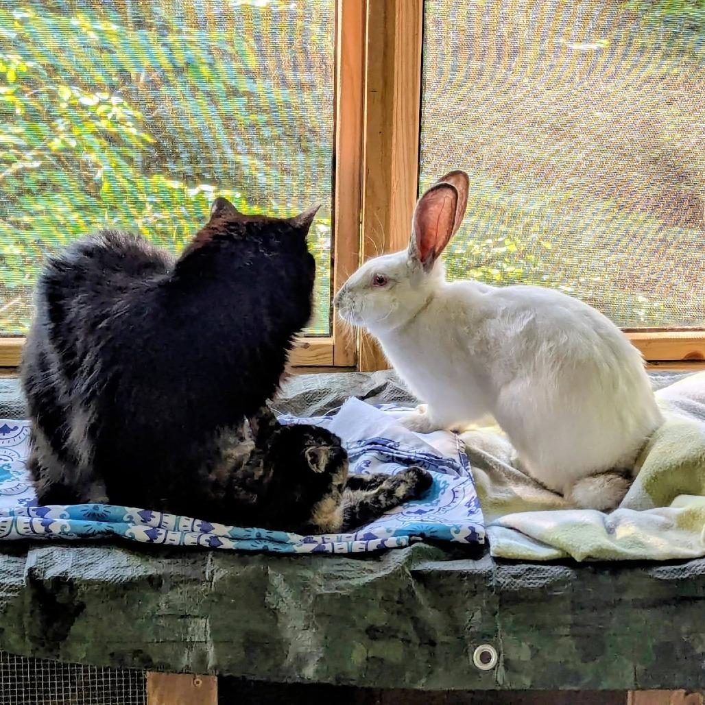 Atilla The Bun, a Adoptable Californian in Chattanooga, TN image 3/6