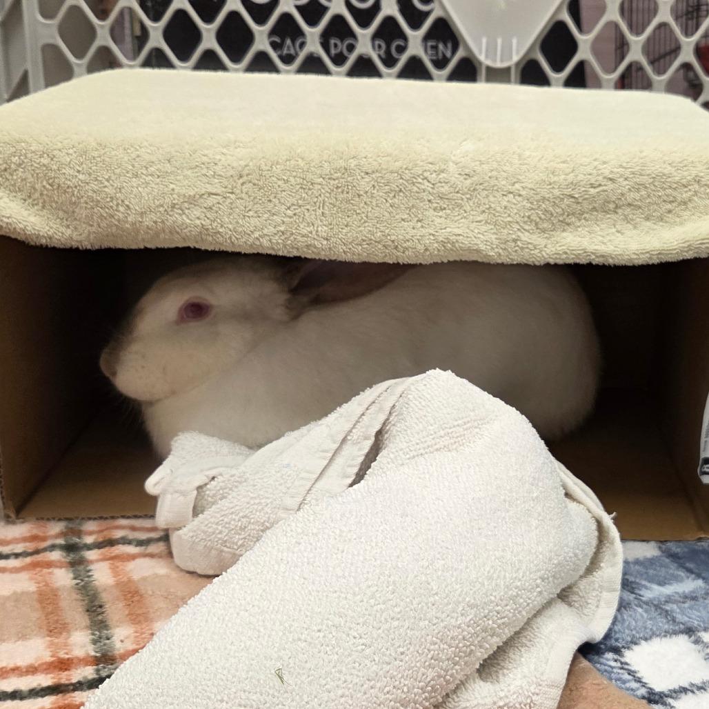 Atilla The Bun, a Adoptable Californian in Chattanooga, TN image 5/6
