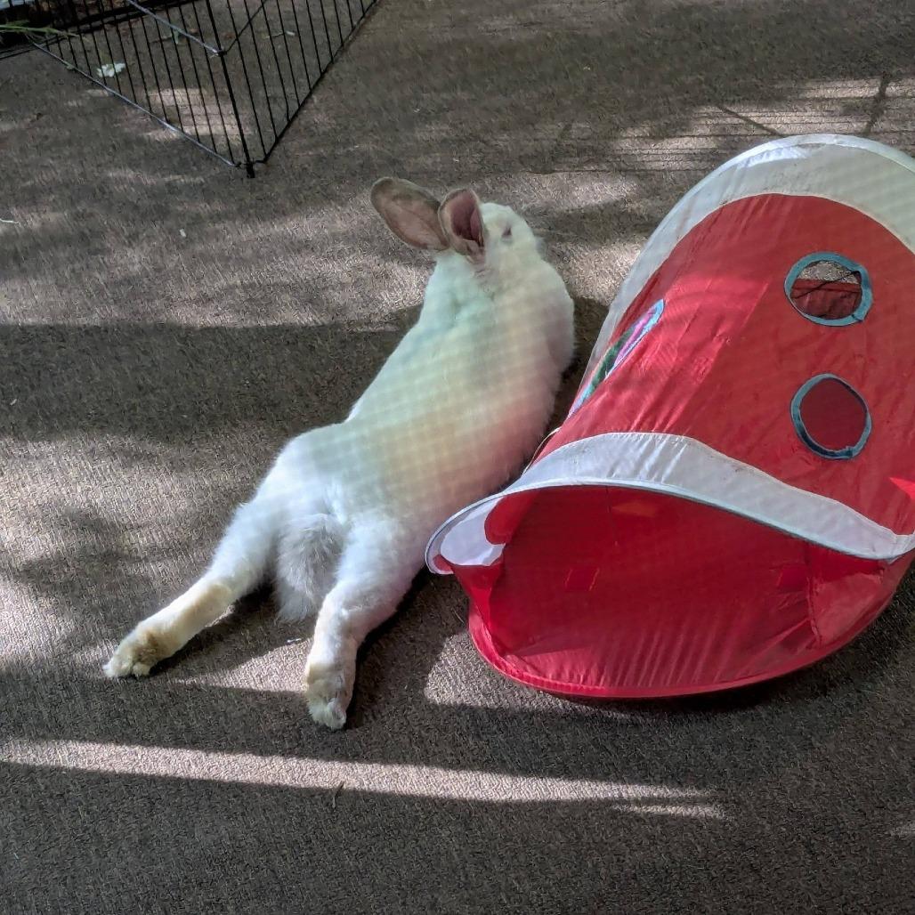 Atilla The Bun, a Adoptable Californian in Chattanooga, TN image 6/6