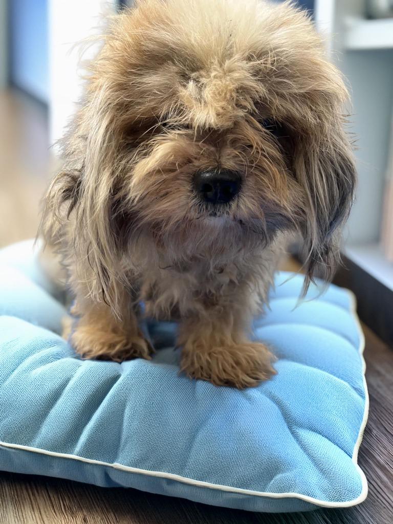 Ravioli, Adoptable, Senior Male Shih Tzu.