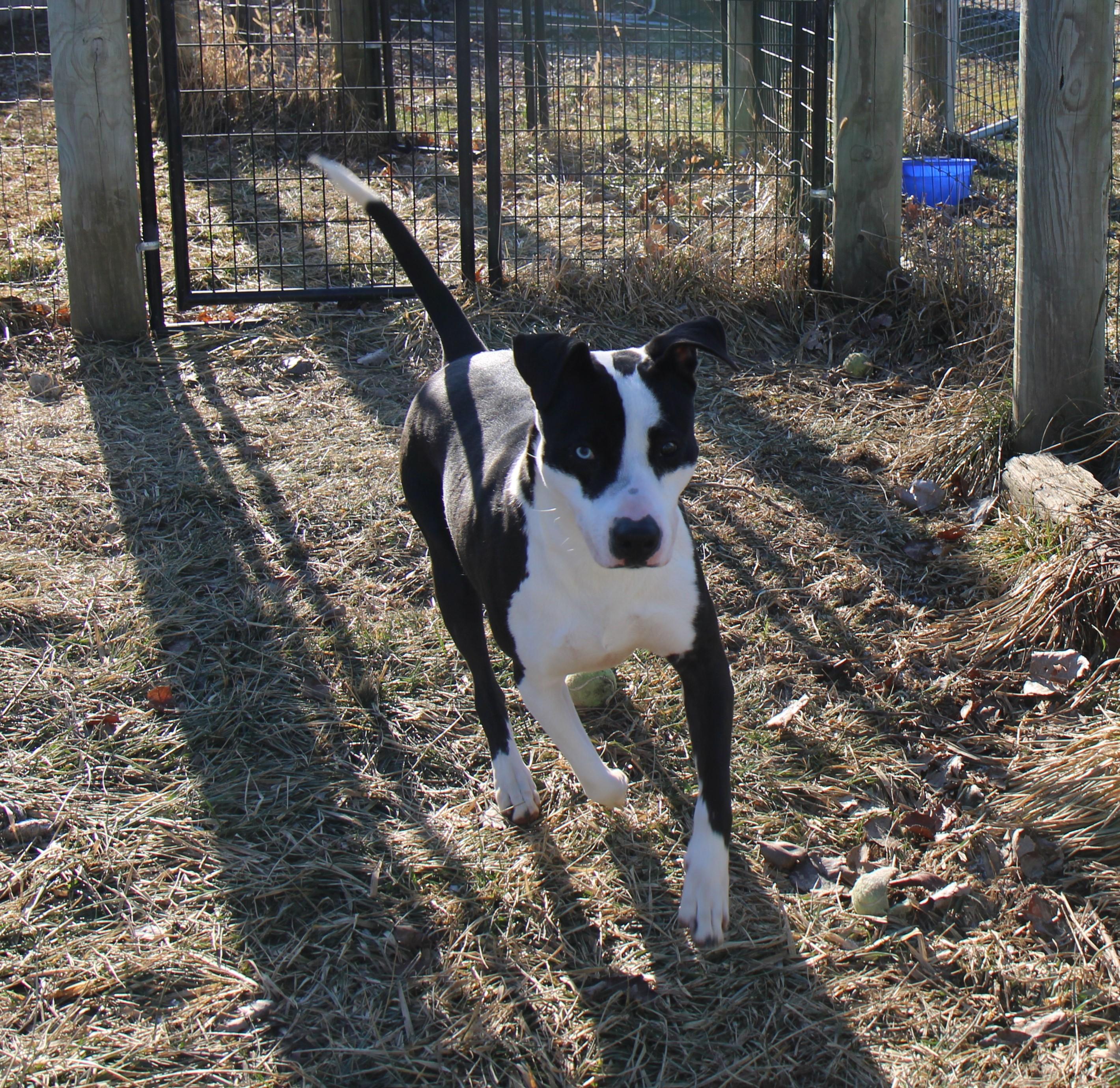 Heath, Adoptable, Adult Male Mixed Breed.