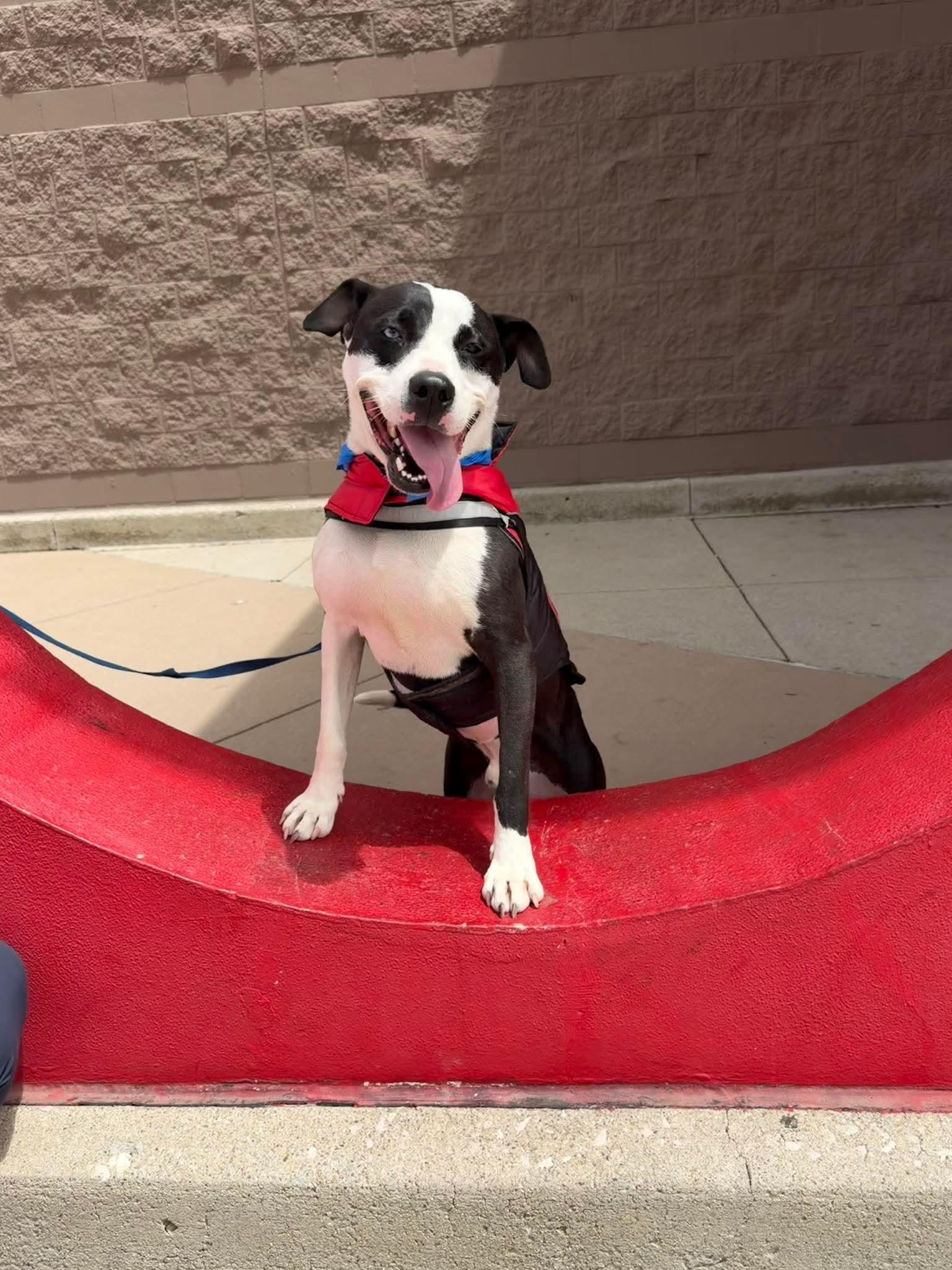 Enlarge Heath, a Adoptable Mixed Breed in Plain City, OH image 2/5
