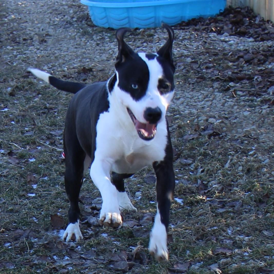 Enlarge Heath, a Adoptable Mixed Breed in Plain City, OH image 1/6