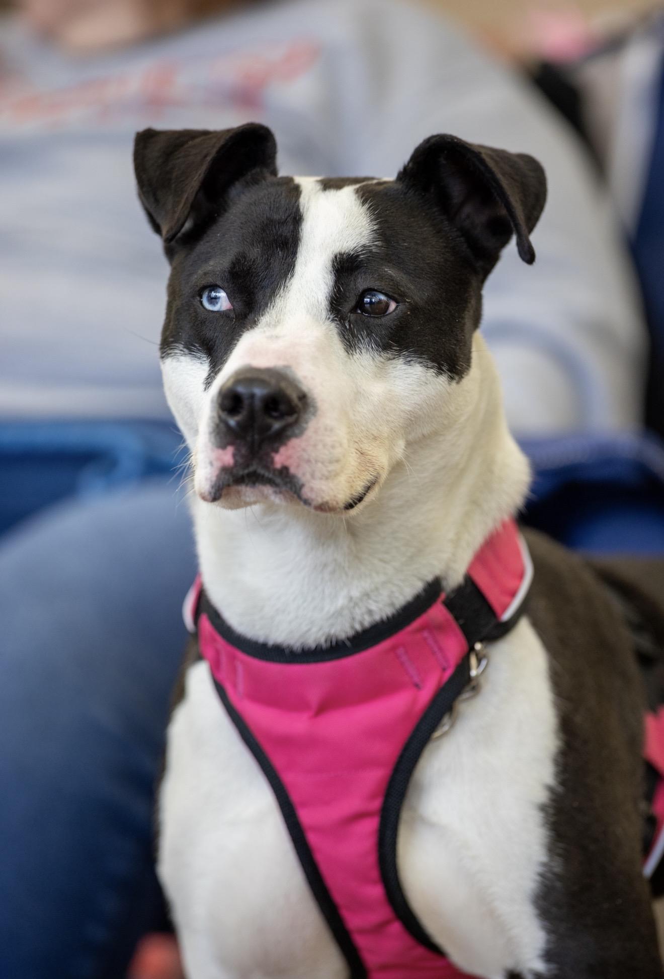 Enlarge Heath, a Adoptable Mixed Breed in Plain City, OH image 3/6