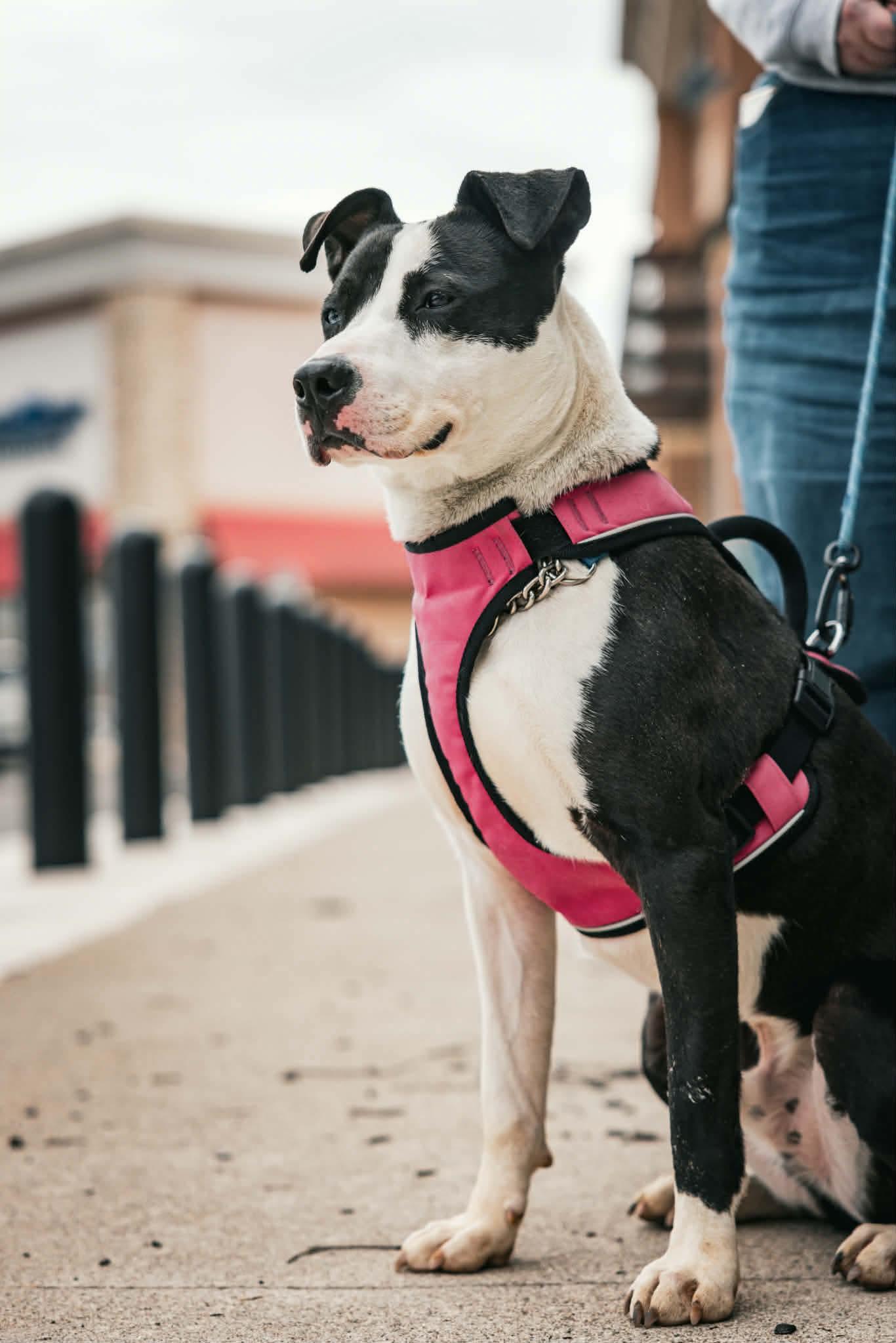 Enlarge Heath, a Adoptable Mixed Breed in Plain City, OH image 4/6