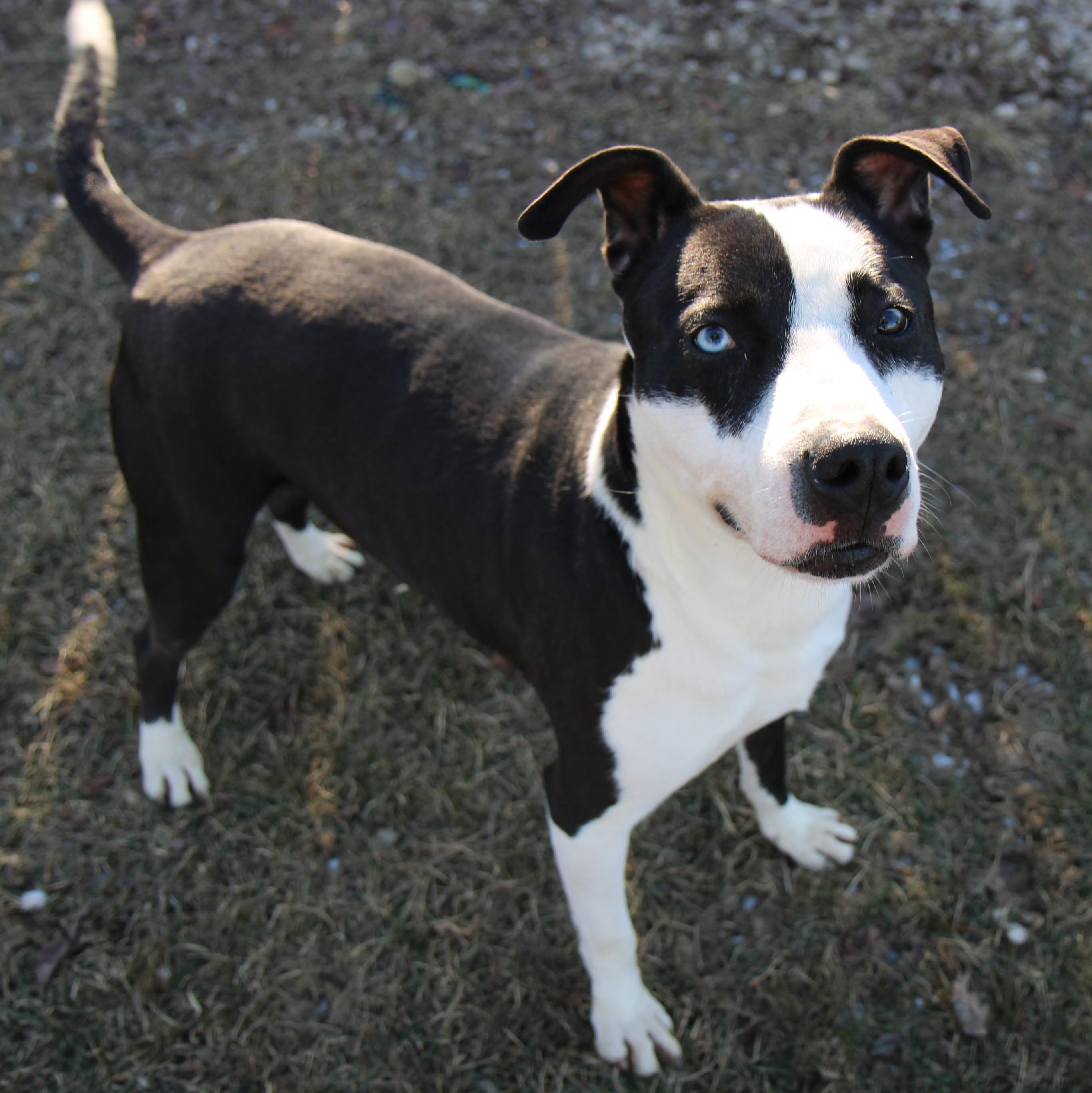 Enlarge Heath, a Adoptable Mixed Breed in Plain City, OH image 4/6
