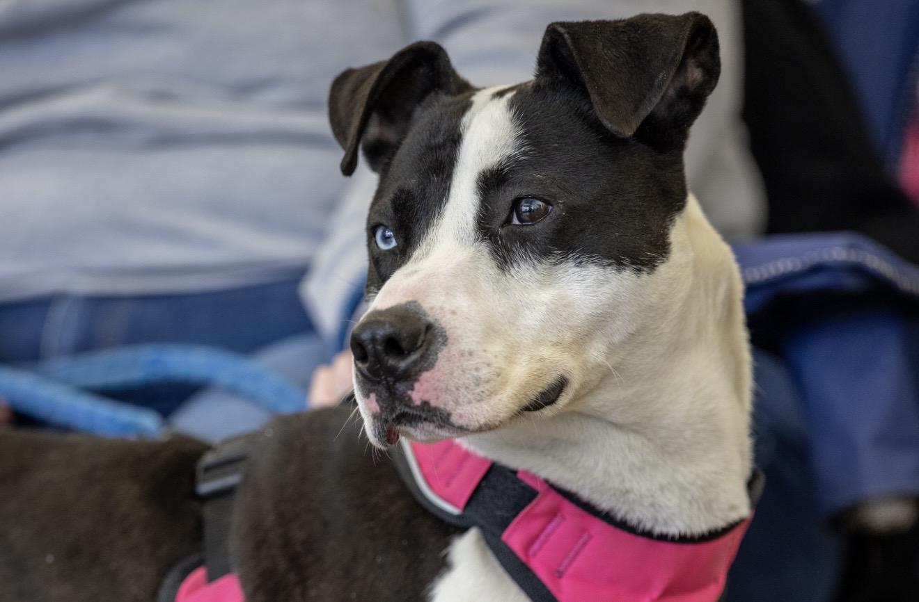 Enlarge Heath, a Adoptable Mixed Breed in Plain City, OH image 5/6