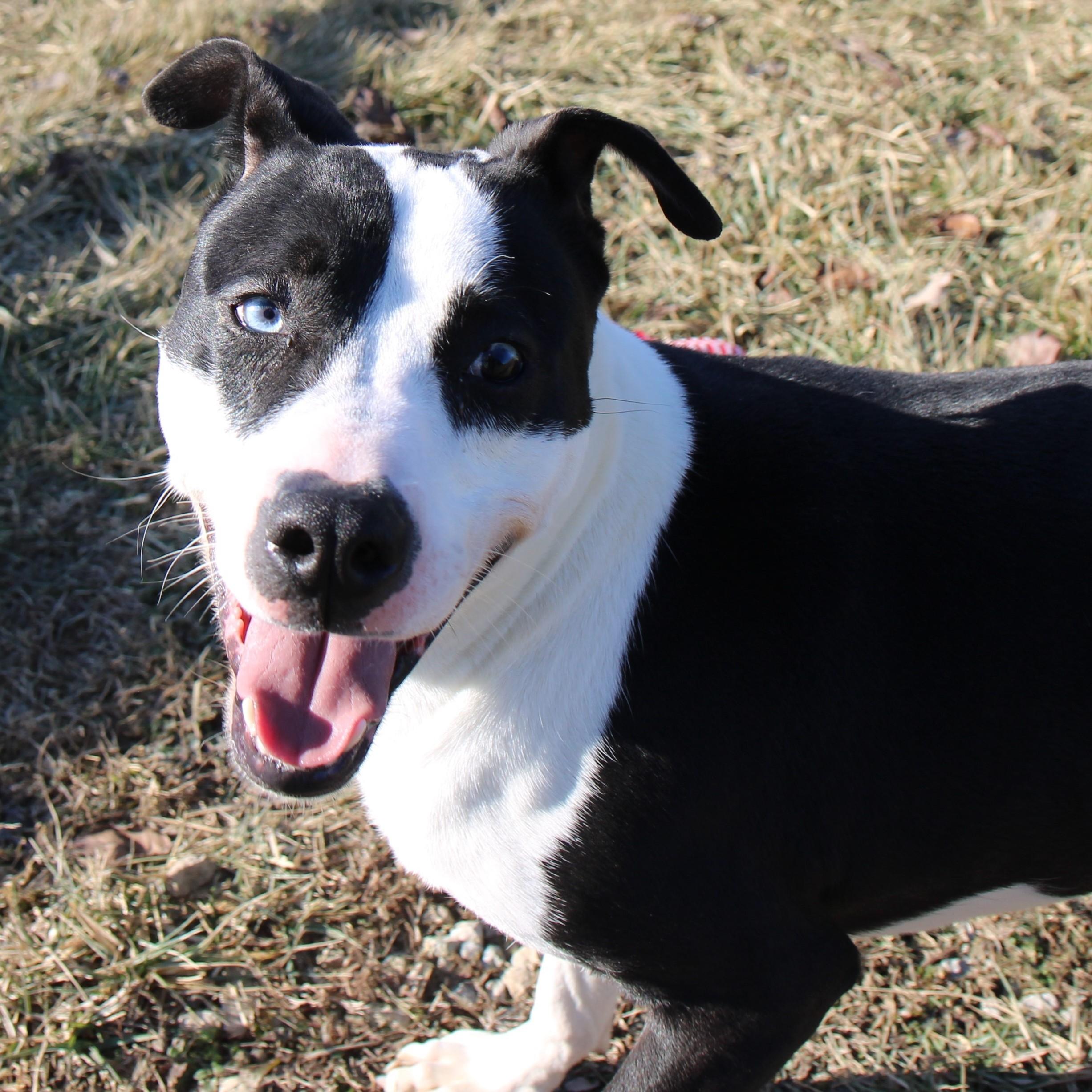 Enlarge Heath, a Adoptable Mixed Breed in Plain City, OH image 6/6