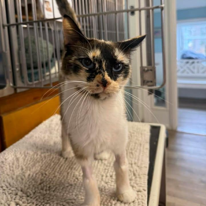 Juniper, adopted, Young Female Siamese & Tortoiseshell.