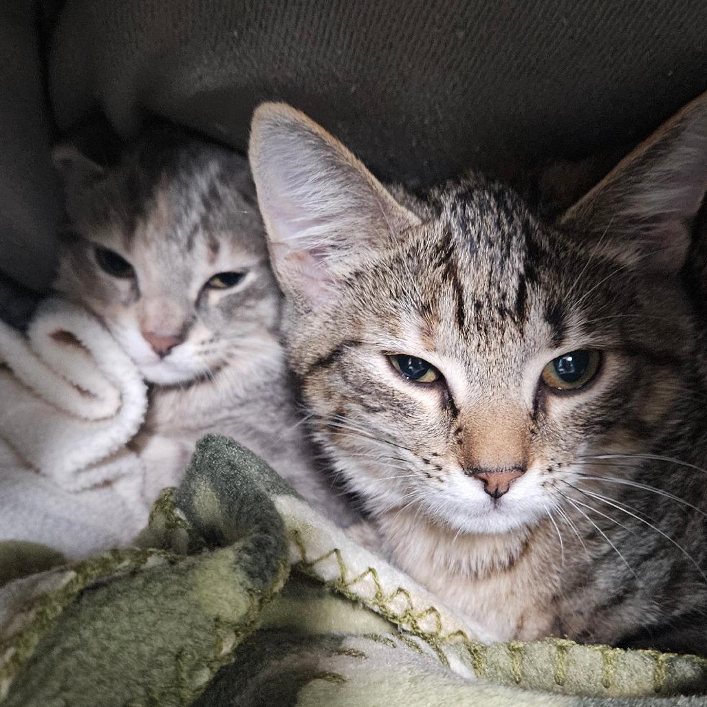 Enlarge Amber, a Adoptable Domestic Short Hair in Newport, TN image 1/2