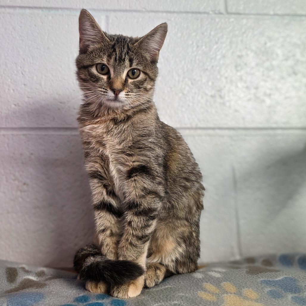 Enlarge Amber, a Adoptable Domestic Short Hair in Newport, TN image 2/2