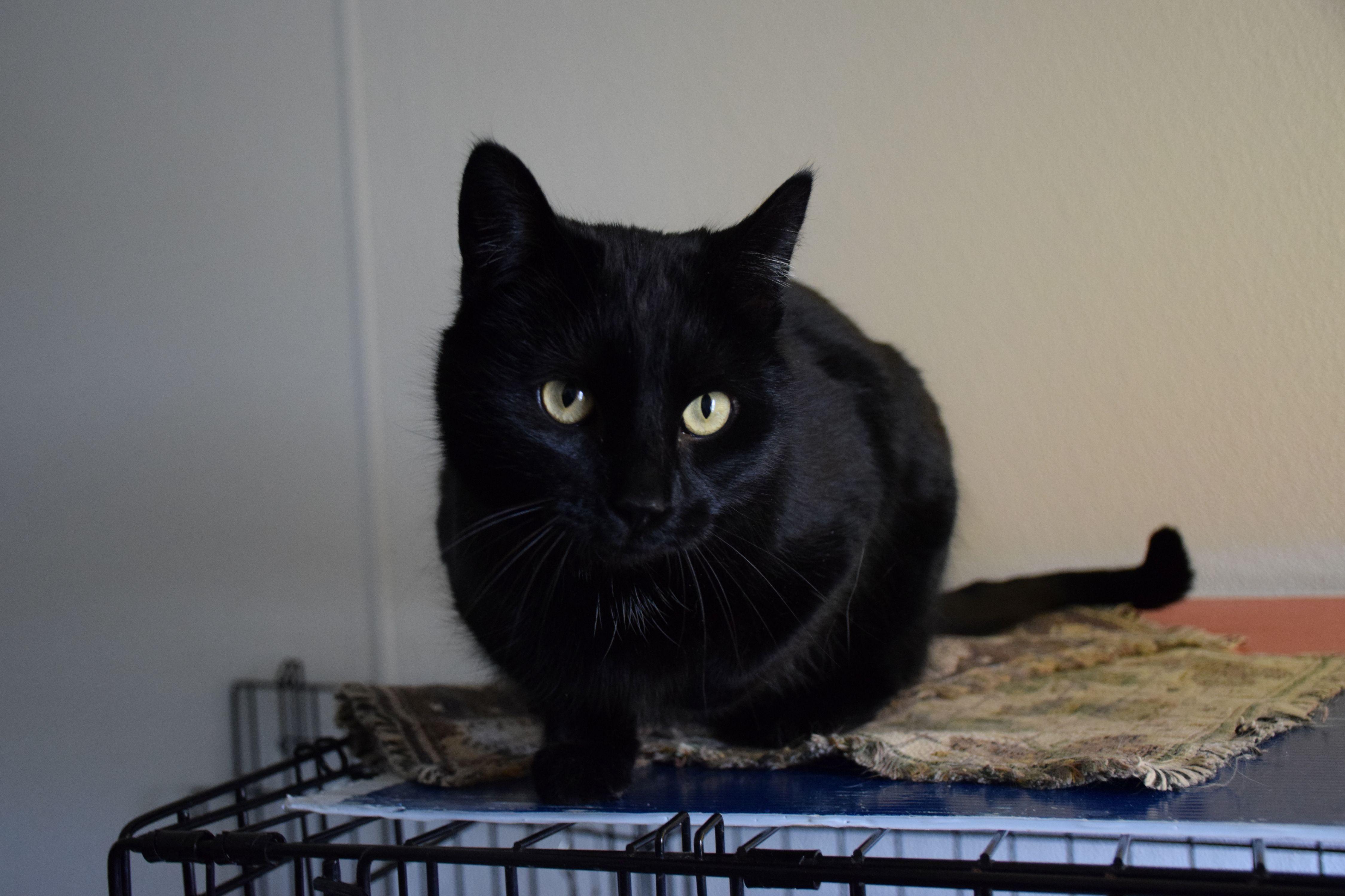 Enlarge Lucy, a ADOPTABLE Domestic Short Hair in Claresholm, AB image 1/1