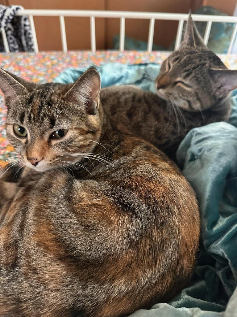 Enlarge Petunia & Nona, a Adopted mixed breed in Rockford, IL image 1/6