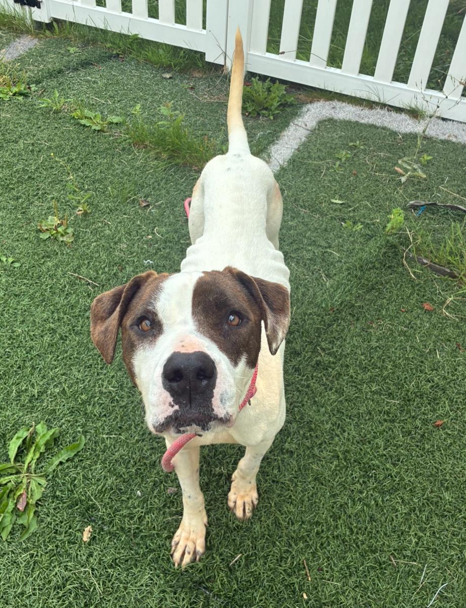 Enlarge Letty, a Adoptable Mixed Breed in Hornell, NY image 2/3