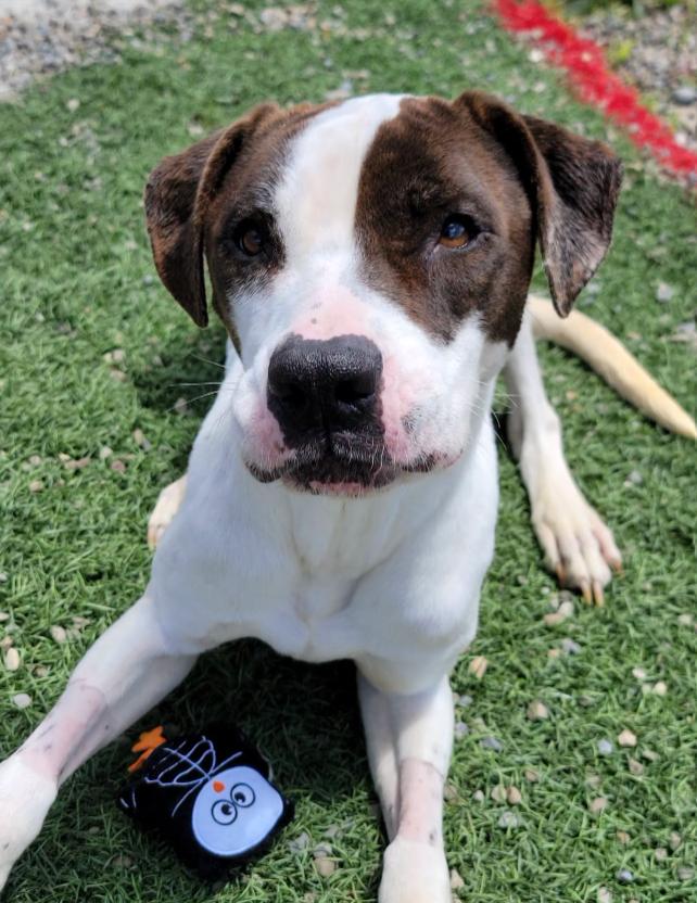 Letty, Adoptable, Young Female Mixed Breed.