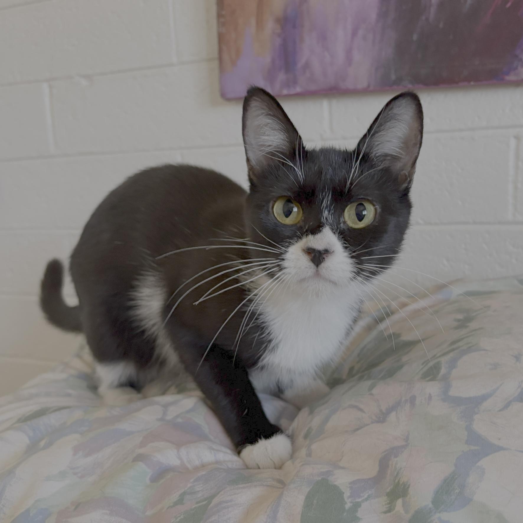 Enlarge Mamma (call 602-692-1499 to meet Mamma), a Adoptable mixed breed in Phoenix, AZ image 2/3