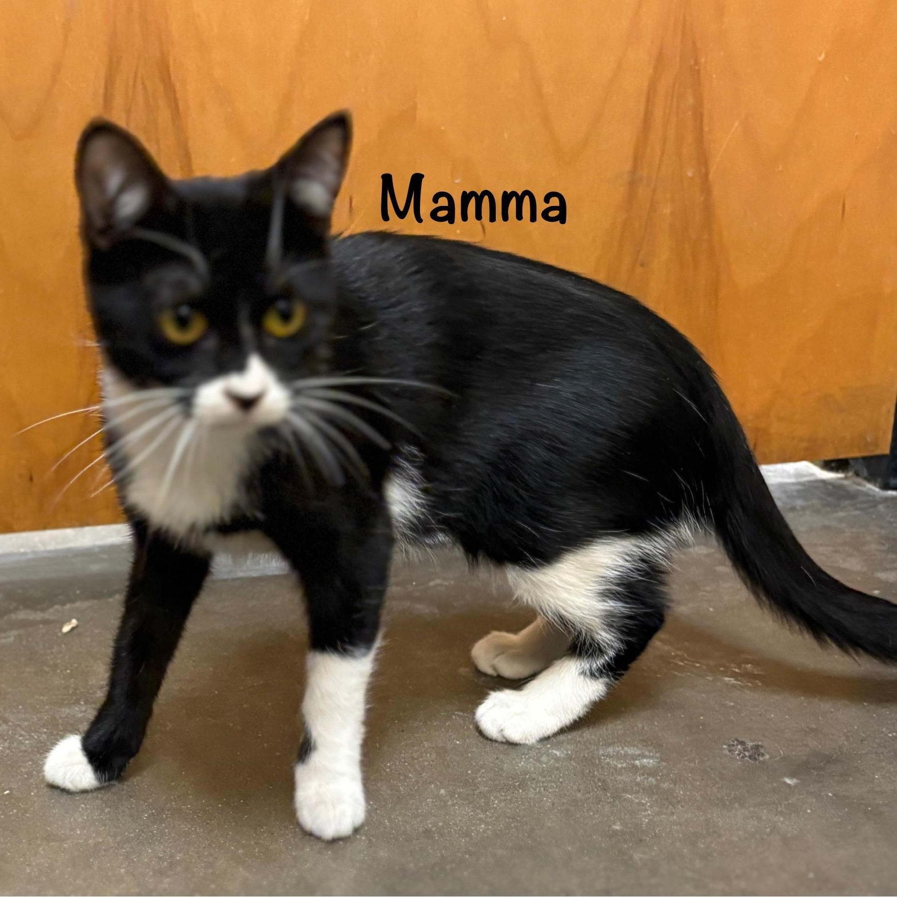 Enlarge Mamma (call 602-692-1499 to meet Mamma), a Adoptable mixed breed in Phoenix, AZ image 3/3